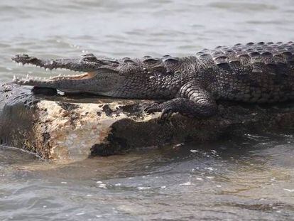 Cazado un cocodrilo gigante en un río de Australia tras 10 años de acecho |  Mundo animal | EL PAÍS