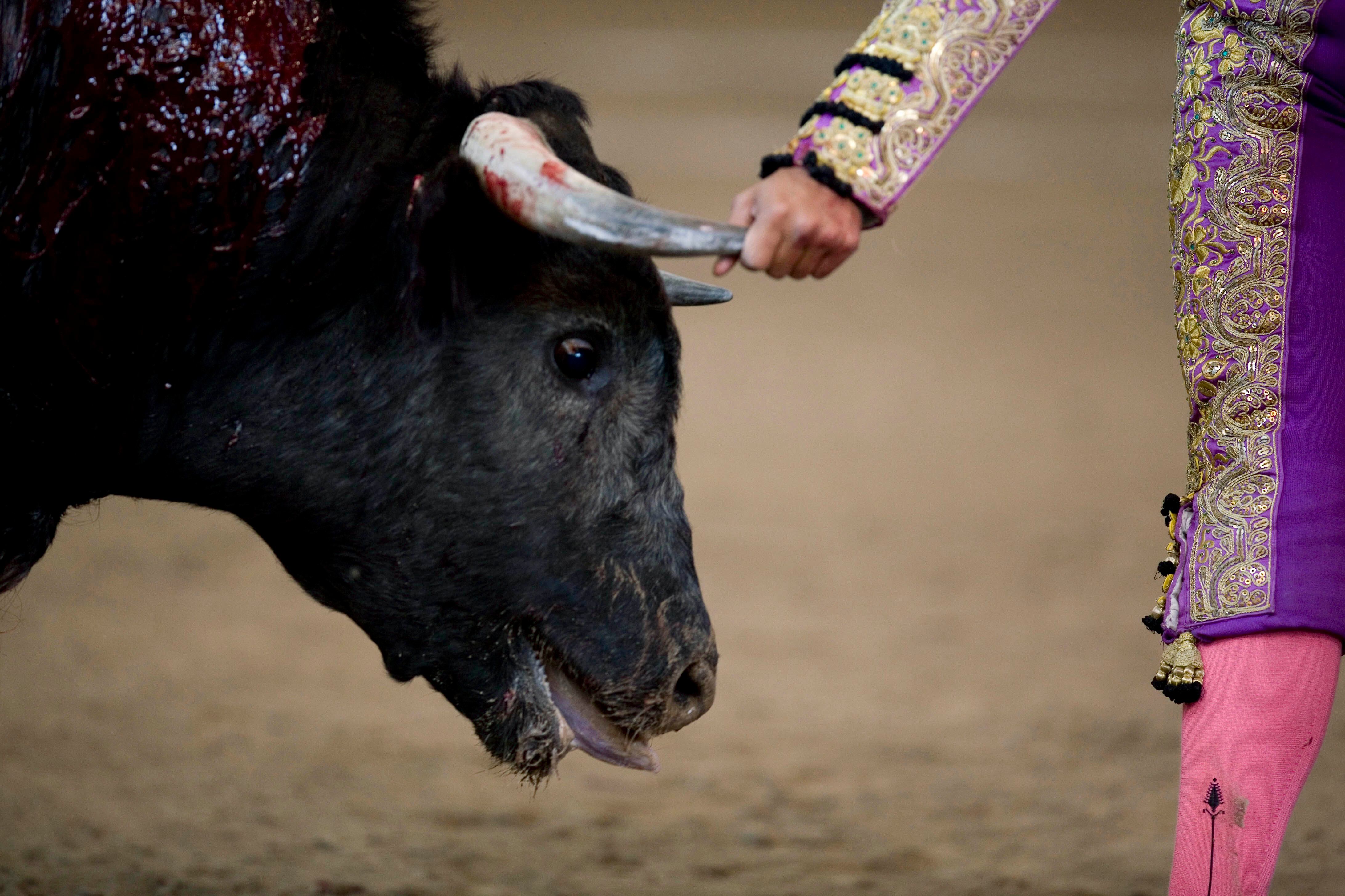 Un torero sostiene un cuerno de toro durante una corrida en la Plaza de Toros de la Ciudad de México, el sábado 6 de octubre de 2007. 