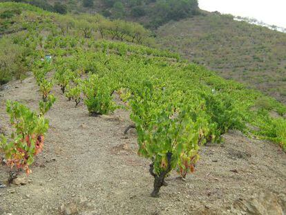 Vi&ntilde;edo en la regi&oacute;n vit&iacute;cola del Priorato (Tarragona). 