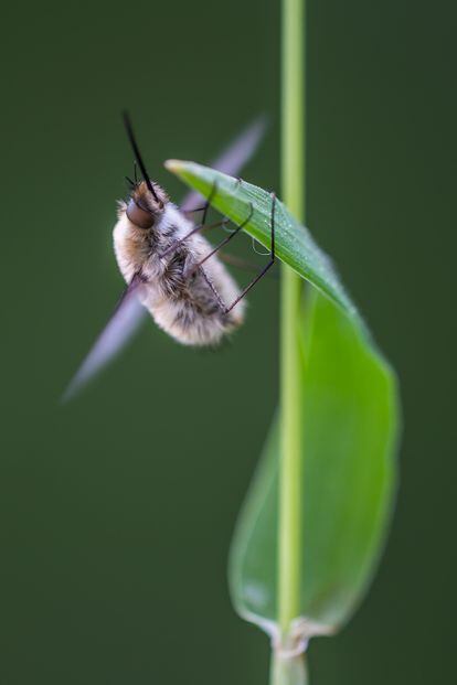 Mosca abeja del género 'Bombylius' calentando su cuerpo para emprender el vuelo. Durante unos segundos mueven las alas para coger temperatura y poder volar. 