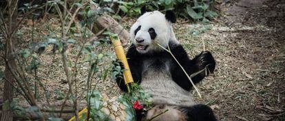 El panda Kai Kai recibe una tarta de bamb&uacute; como regalo de cumplea&ntilde;os en el zoo de Singapur. 