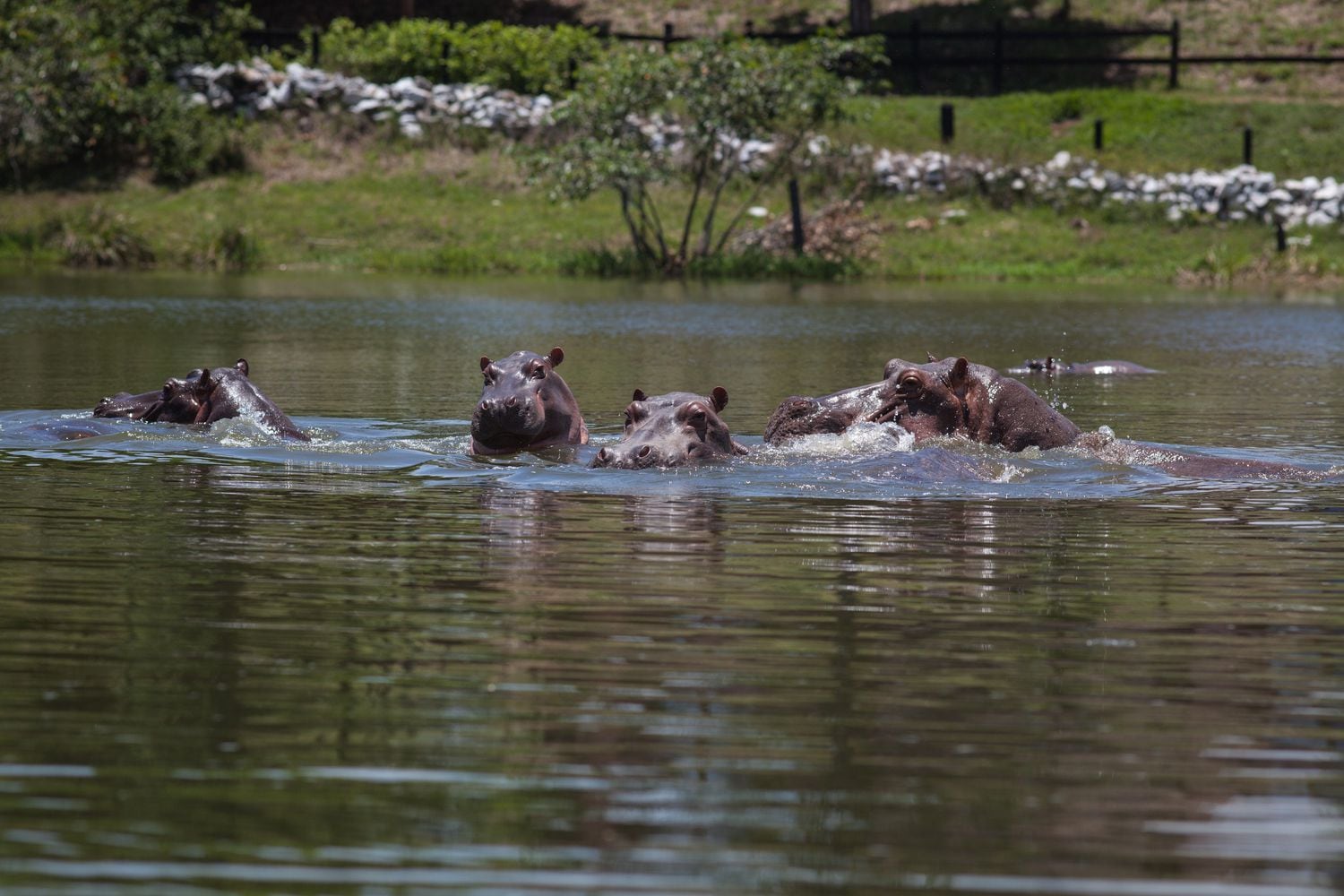De los cuatro hipopótamos que tenía Pablo Escobar se ha pasado a unos 80. De seguir a este ritmo, serán unos 800 dentro de 20 años y alrededor de 7.000 en 2060.