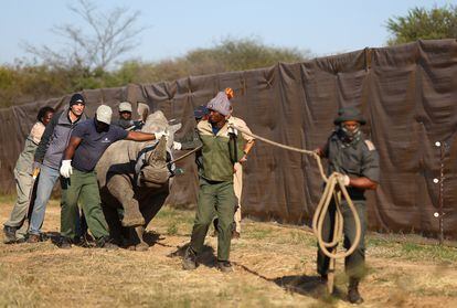 Varios trabajadores y guardabosques mueven a un rinoceronte sedado hasta el contenedor donde irá guardado mientras lo trasladan a Mozambique.  Su director de este proyecto, Anthony Alexander, asegura que el grupo ya ha llevado al parque a ciertos depredadores y a muchos elefantes, y que ahora es el turno de los rinocerontes. "Es muy emocionante completar ahora la presencia de especies históricas en el parque".