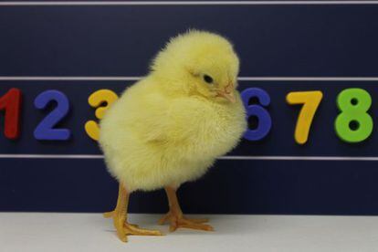 Un pollo de tres d&iacute;as como los usados en el estudio.