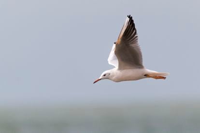 Gaviota picofina ('Chroicocephalus genei') en el parque nacional de Doñana (Huelva).