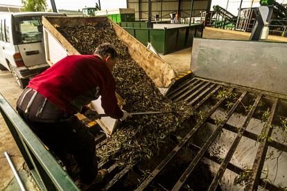 Un agricultor vacía su remolque de aceitunas recién recolectadas en las instalaciones de la Sociedad Cooperativa San Vicente de Mogón (Jaén). La aceituna pasa de ahí a la almazara donde se elabora aceite de oliva de gran calidad y con la última tecnología.