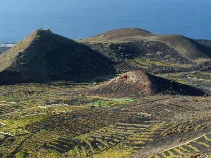 Paisaje de vides criadas en las laderas del volcán Teneguía, en Fuencaliente, en la isla de La Palma.