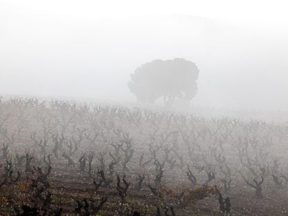 Un viñedo amanece el domingo pasado envuelto en un banco de niebla y con las flores escarchadas en Logroño.