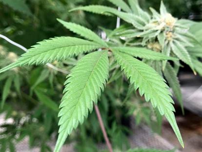 Una planta de marihuana, cultivada en Nuevo México (Estados Unidos).