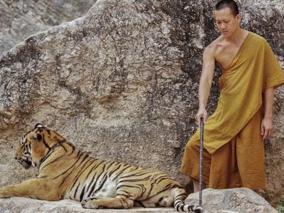 Uno de los monjes del Templo de los Tigres utiliza un palo para poner al animal encadenado en la mejor posición para ser fotografiado.