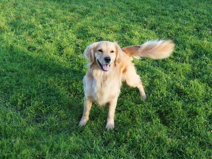 Golden Retriever en el césped