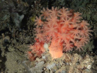 Coral (Anthomastus grandiflorus) en el banco de Cabliers, en el mar de Alborán.