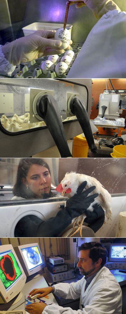 Fases de la investigación y diagnóstico con pollos de la gripe aviar en los laboratorios del Instituto Zooprofiláctico Experimental de Venecia.