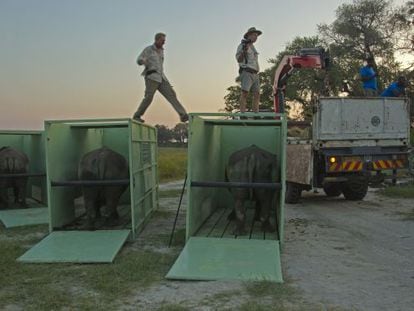 Los rinocerontes esperan tras aterrizar a ser trasladados al lugar en que ser&aacute;n liberados.