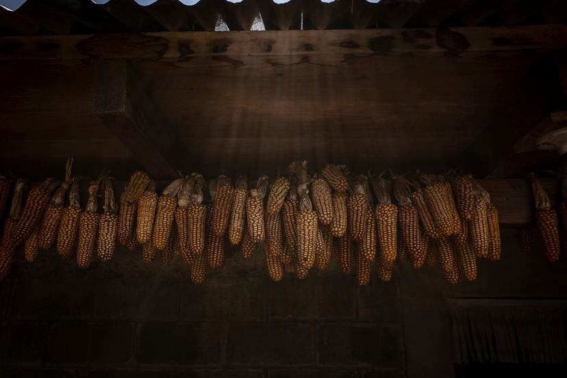 El maíz es el alimento principal en las aldeas guatemaltecas. 