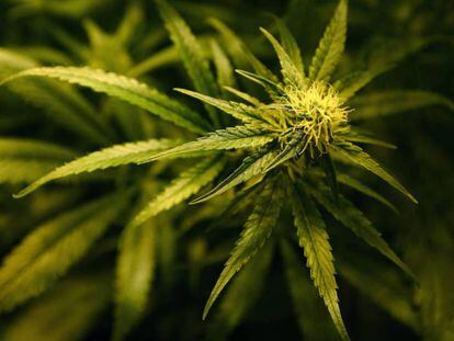 Una planta de Cannabis.