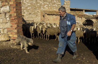 Ramon con su rebaño de ovejas.