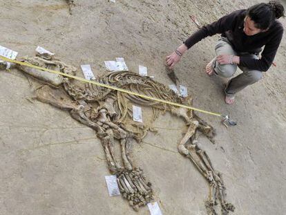 Los restos del tapir hallado en Girona de más de tres millones de años.