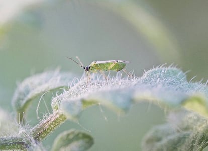 Insecto nesidiocoris tenuis, un depredador de plagas en una planta de tomate.