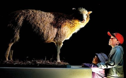 Dos niños observan a Dolly, la oveja clonada.