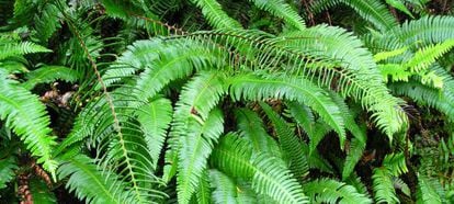 La Polystichum munitum, el helecho de espada occidental, es una planta con una estructura peculiar: sus hojas, compuestas de formas fractales, posibilitan un almacenamiento de energía eficiente y una óptima circulación del agua.