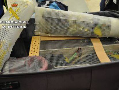 La Guardia Civil detiene en Barajas a dos personas por tratar de introducir aves desde México. Casi la mitad de los animales murieron asfixiados en el viaje