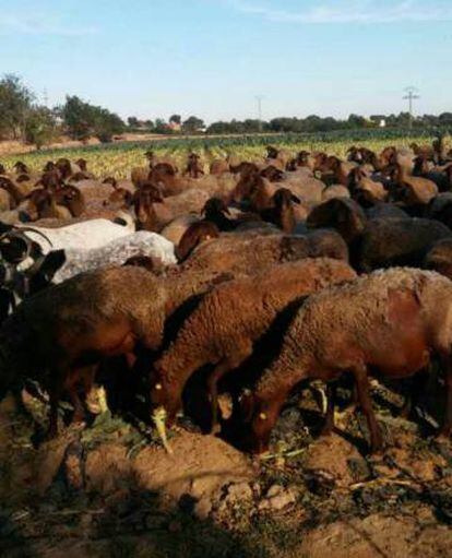 Las ovejas de la raza Guirra.