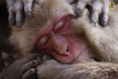 Un macaco disfruta en un manantial de aguas termales.