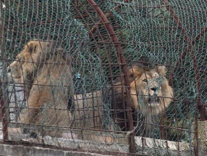 Varios leones recorren el interior de su jaula en el clausurado Safari Zoo Park ubicado en Mbrostar, Albania.