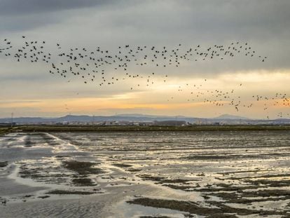 Bandadas de aves abandonan al atardecer los arrozales de la Albufera para acudir a los lugares que utilizan como dormideros.