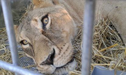 Un león durante su traslado a América.