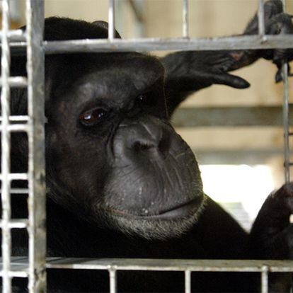 Un chimpancé, en el Zoo de Madrid.