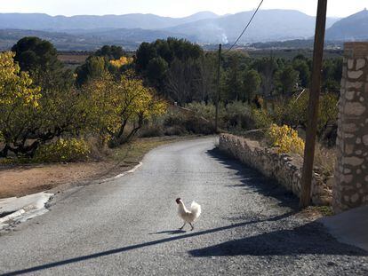 En la pedanía de Turballos, solo una gallina da señales 
