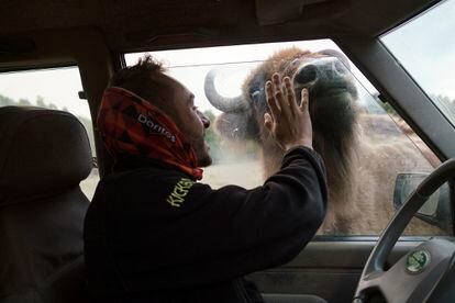 El cuidador Victor Magalhães interactúa con un bisonte.