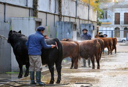 Peones duchan a varias vacas Angus afuera del pabellón de la Sociedad Rural Argentina, durante una feria de ganado, el 26 de mayo.