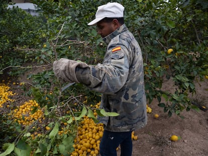 Un trabajador en la poda de un limonero.