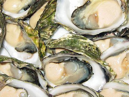 Las ostras dejan de ser un lujo en Portugal