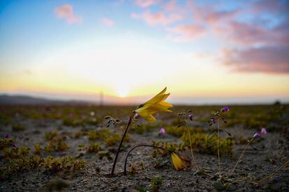 En años de lluvias estacionales muy intensas ocurre un fenómeno natural conocido como Desierto en Florido, que hace que las semillas de unas 200 plantas del desierto germinen repentinamente unos dos meses después de las precipitaciones.