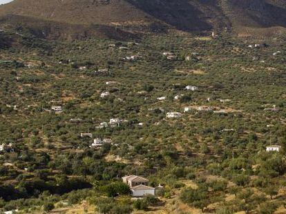 Una vista de viviendas ilegales en Alcauc&iacute;n (M&aacute;laga).