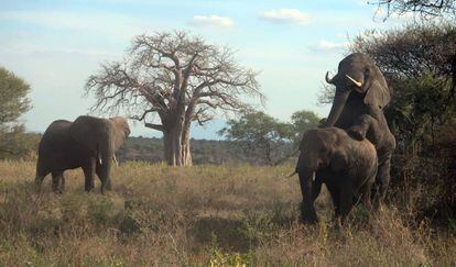 Una pareja de elefantes copula cerca de uno de los caminos que atraviesa el parque nacional de Tarangire. ¿Símbolo de la relajación de la naturaleza tras cuatro meses sin turistas?