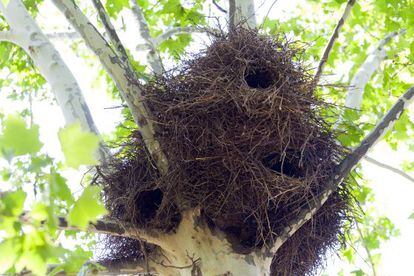 Grandes nidos de cotorras argentinas en la Casa de Campo.