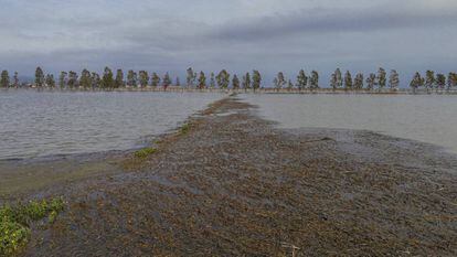 Arrozales del Delta del Ebro inundados de agua de mar.