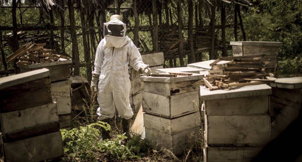 El apicultor Shaban Lusiga, de 58 años, afirma que la mayoría de los habitantes de Mbola han vuelto a cultivar tabaco.
