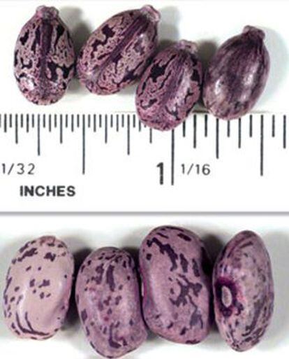 Las semillas de ricino (superior) muy similares en color y tamaño que los frijoles (inferior), pero tienen una pequeña protuberancia puntiaguda en el extremo.