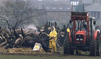 Los técnicos británicos apilaban ayer restos de animales sacrificados para incinerarlos, en la localidad de Canonbie.