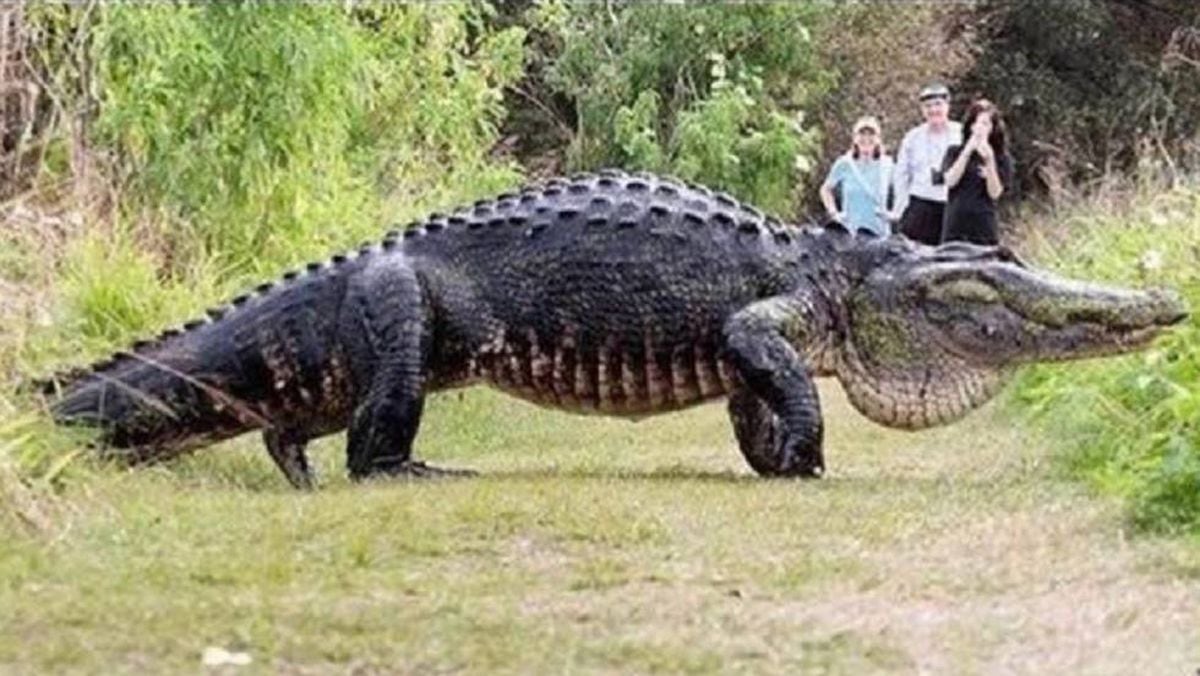 Giant Alligator: “¿Quién dijo que los dinosaurios no existen?” | Vídeos |  EL PAÍS