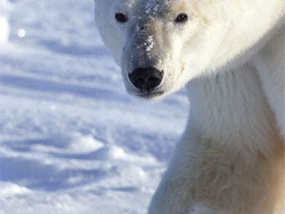 Oso polar