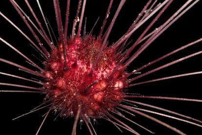 Una de las nuevas especies de erizo de mar registradas por el proyecto en la zona abisal del Pacífico.