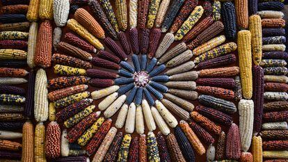 Variedades de maíz recuperadas en el semillero de la organización Biodiversidad Alimentaria en La Araucanía.