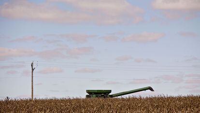 Una cosechadora recorre un campo de maíz en Malden (Illinois).